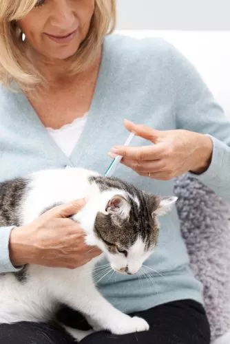Wurmkuren für Katzen - Spot-on Präparate