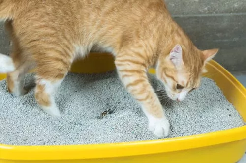 Katzenpflege und Hygiene