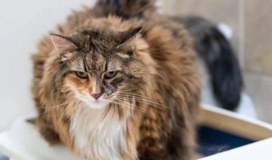 Harnsteine bei Katzen