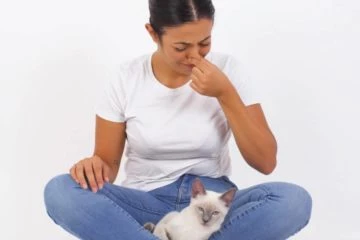 Hilfe meine Katze hat Blähungen – Was tun?