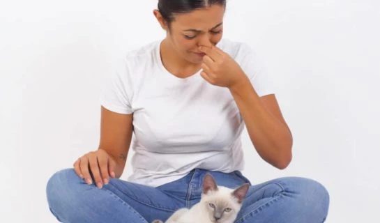 Hilfe meine Katze hat Blähungen – Was tun?