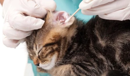 Katzenohren richtig reinigen – Ratgeber
