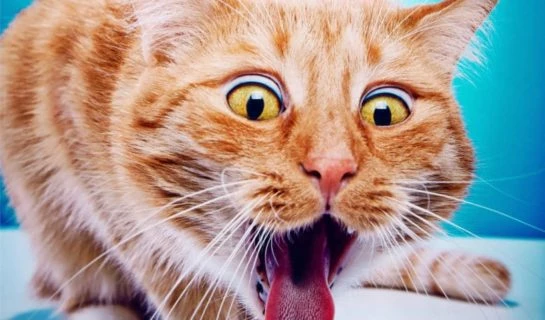 Erbrechen bei Katzen – Wann besteht Grund zur Sorge?