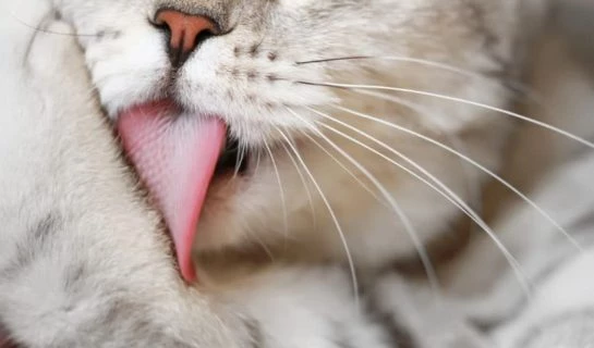 Overgrooming bei Katzen – Was ist das?