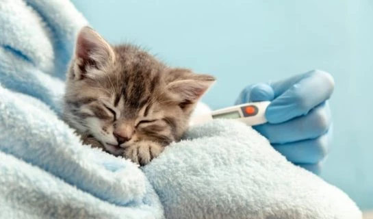 Katzenschnupfen: Wichtige Symptome, Behandlung & Vorbeugung
